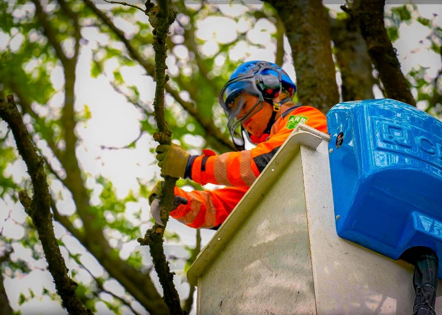 A close-up image of an SSEN arborist working to prune brack an overgrown tree from a cherry picker